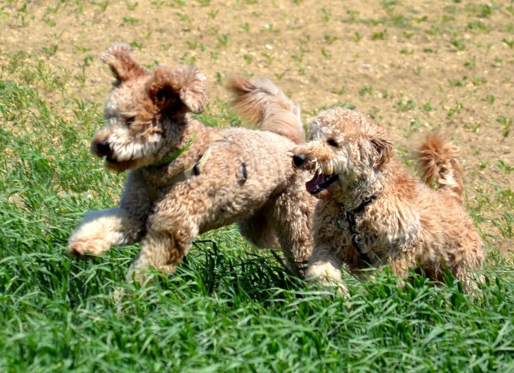 australian labradoodle